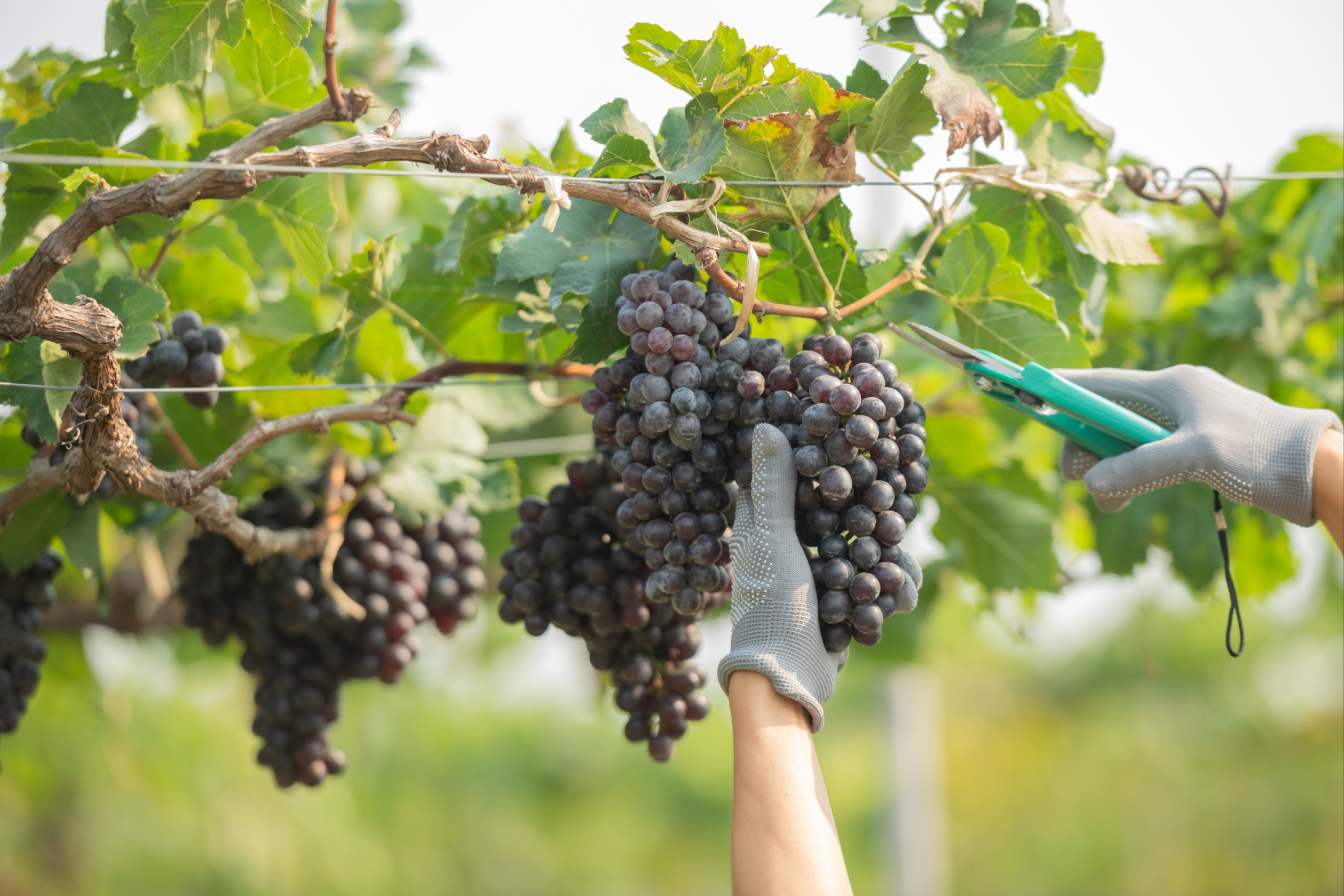 métier viticulteur