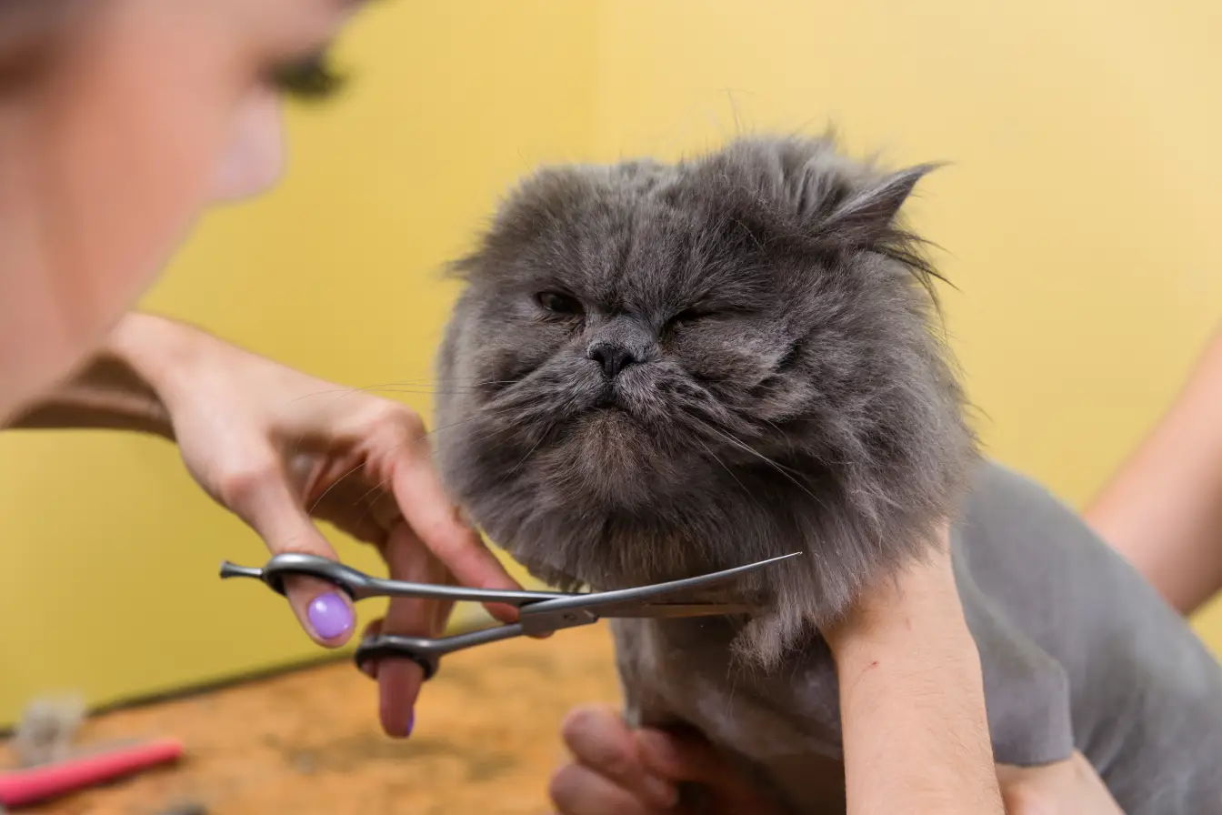 metier de toiletteur pour chat